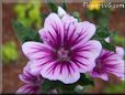 mallow flower