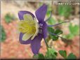 purple columbine flower