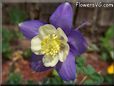 purple columbine flower