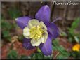 purple columbine flower