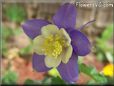 purple columbine flower