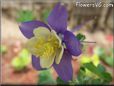 purple columbine flower