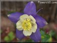 purple columbine flower