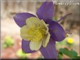 purple columbine flower