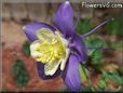 purple columbine flower