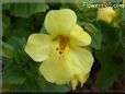 yellow mimulus flower