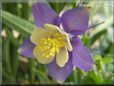 purple columbine flower