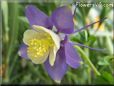 purple columbine flower