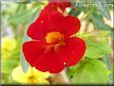 dark red mimulus flower