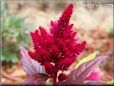 dark red celosia