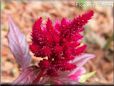 dark red celosia