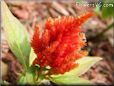 light red celosia