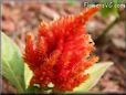 light red celosia