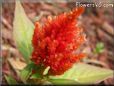 light red celosia