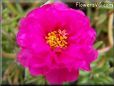 purple moss rose flower