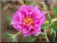 pink purple moss rose flower