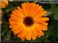 orange calendula flower