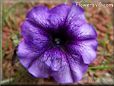 petunia flower