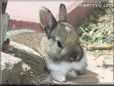 young brown bunny rabbit pictures