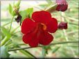 dark red mimulus flower