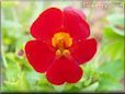 dark red mimulus flower