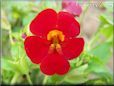 dark red mimulus flower