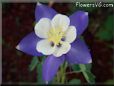 columbine  flower