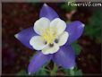 columbine  flower