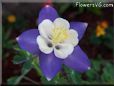 Columbine flower picture