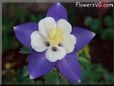 columbine  flower