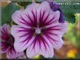 mallow flower picture