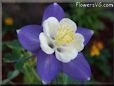 columbine  flower