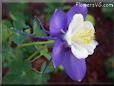 columbine  flower