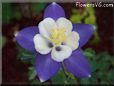 columbine  flower