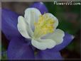 columbine  flower