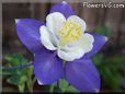 columbine  flower