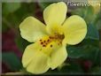 mimulus flower