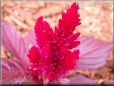 dark red celosia