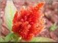 light red celosia