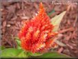 light red celosia