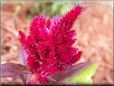 dark red celosia