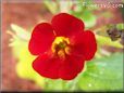 dark red mimulus flower