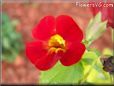 dark red mimulus flower