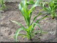 corn seedling