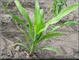  corn seedling pictures