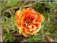 orange moss rose flower