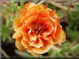 orange moss rose flower
