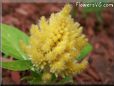 yellow celosia pictures