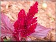 dark red celosia