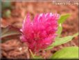 pink celosia